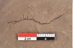 Foto (Detailansicht) von Phragmites oeningensis Braun (NHMW-GEO-2024-0188-0372)